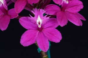 Epidendrum Pacific Prince Cerise AM/AOS 80 pts.
